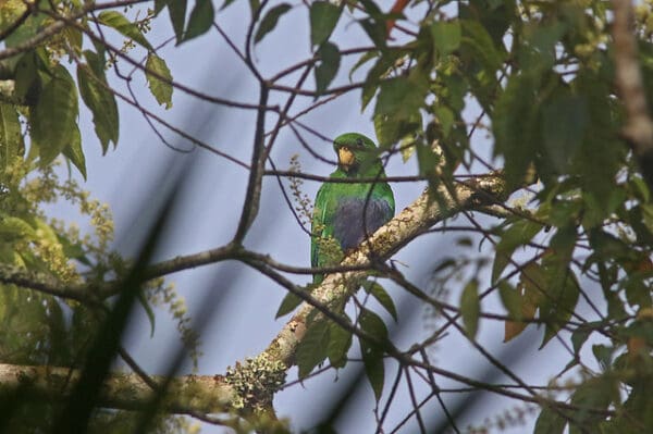 A wild Purple-bellied Parrot perches in a tree