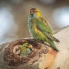 A pair of Purple-crowned Lorikeets perch at a nest cavity