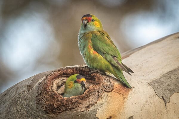 A pair of Purple-crowned Lorikeets perch at a nest cavity