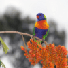 A wild Rainbow Lorikeet perches on a flowering tree