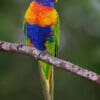 A wild Rainbow Lorikeet perches on a branch