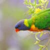 A wild Rainbow Lorikeet perches in a flowering shrub