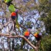 Wild Rainbow Lorikeets perch atop a bare branch