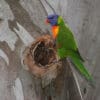 A wild Rainbow Lorikeet perches at the entrance of a nest cavity