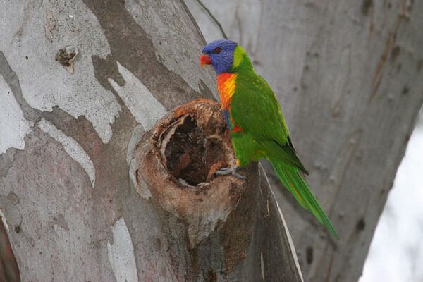 A wild Rainbow Lorikeet perches at the entrance of a nest cavity