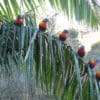 Wild Rainbow Lorikeets line up on a palm frond