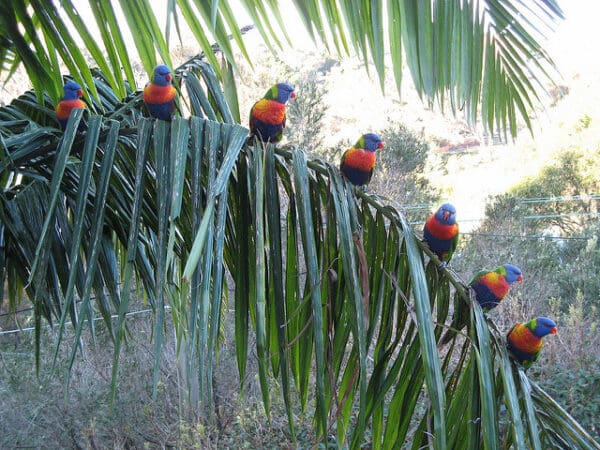 Wild Rainbow Lorikeets line up on a palm frond