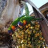 Wild Rainbow Lorikeets feed on fruits in a tree