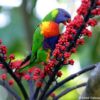 A wild Rainbow Lorikeet feeds on berries