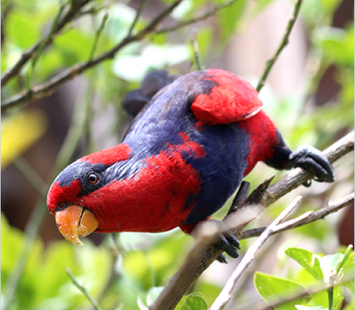 Red-and-blue Lories: Conservation Research