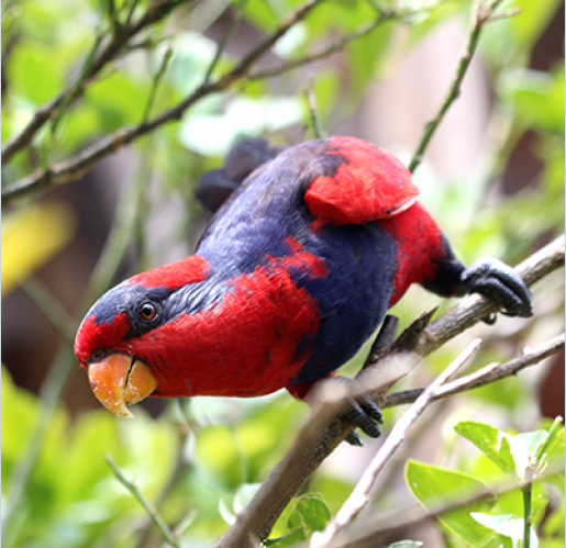 Red-and-blue Lories: Conservation Research