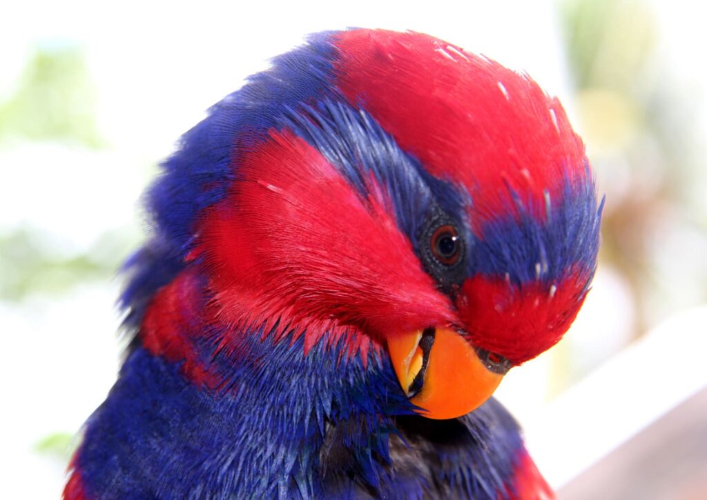 Closeup of Red-and-blue Lory