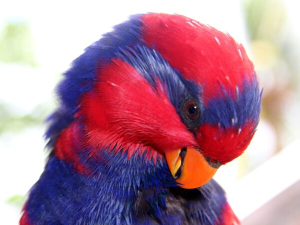 Red-and-blue Lories: Wild Nest Support