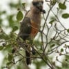 A wild Red-bellied Parrot feeds on vegetation