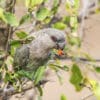 A wild female Red-bellied Parrot feeds on fruit