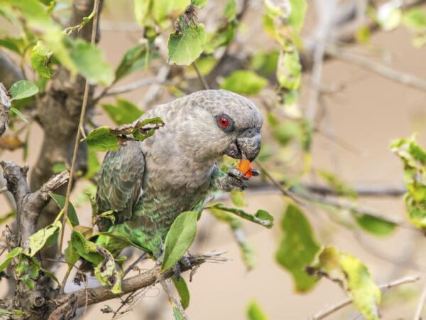 A wild female Red-bellied Parrot feeds on fruit