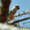 A wild Red-bellied Parrot perches in a thorny tree