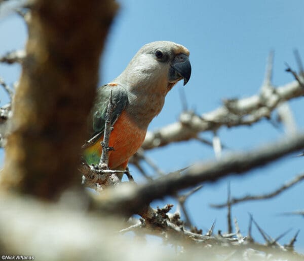 A wild Red-bellied Parrot perches in a thorny tree