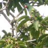 A wild Red-billed Parrot perches in a fruiting tree