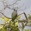 A wild Red-billed Parrot perches in a tree