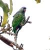 A wild Red-billed Parrot perches in a tree