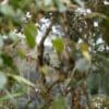 A wild Red-billed Parrot perches in a mossy tree