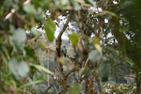 A wild Red-billed Parrot perches in a mossy tree