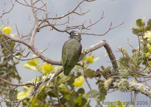 A wild Red-billed Parrot perches in a tree