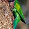 A wild female Red-breasted Parakeet clings to a tree trunk