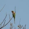 A wild Red-breasted Parakeet perches on a branch