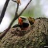 A wild male Red-breasted Parakeet peeks out from a nest cavity