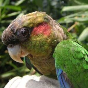 A wild Red-eared Conure