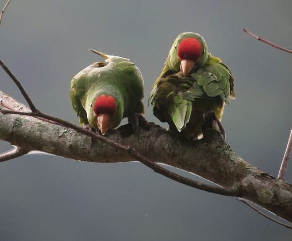 Wild Red-fronted Conures perch and preen