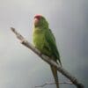 A wild Red-fronted Conure perches on a branch