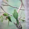 Wild Red-fronted Conures perch in a tree