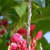 Wild Red-fronted Lorikeets, male left, female right top, cling to branches and forage