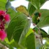 Wild Red-fronted Lorikeets male top, female below, perch on tree branches