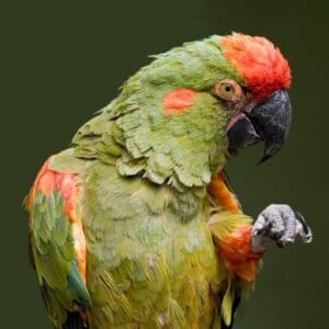 A Red-fronted Macaw perches on one foot