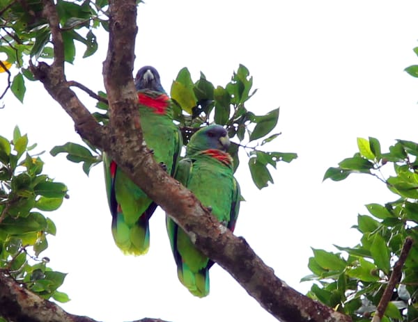 Wild Red-necked Amazons perch in a tree