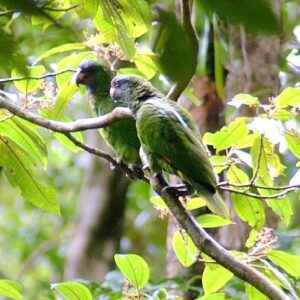 Wild Red-necked Amazons perch in a tree