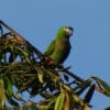 A wild Red-shouldered Macaw perches in a tree