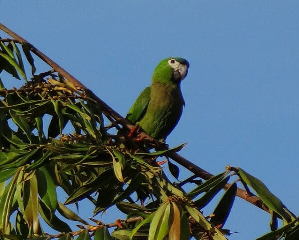 A wild Red-shouldered Macaw perches in a tree