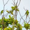 Wild Red-shouldered Macaw perch in a leafy tree