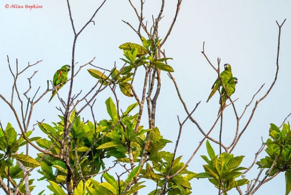 Wild Red-shouldered Macaw perch in a leafy tree