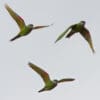 Wild Red-shouldered Macaws are seen in flight