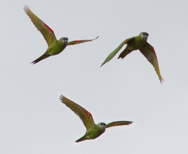 Wild Red-shouldered Macaws are seen in flight