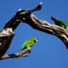 Wild Red-shouldered Macaws perch on a tree snag