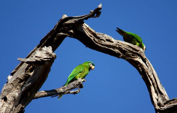 Wild Red-shouldered Macaws perch on a tree snag