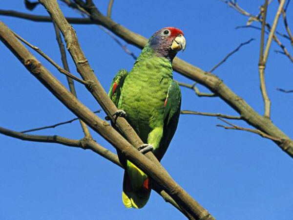 Red-tailed Amazon Conservation