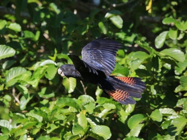 Red-tailed Black Cockatoo Field Research